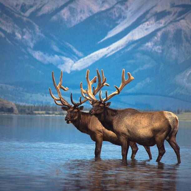 The Meaning of an Elk Sighting Gifted Psychics
